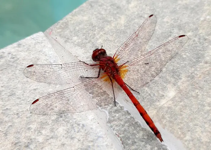 בית הארחה Finca La Barca