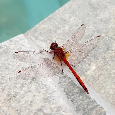 ゲストハウス Finca La Barca